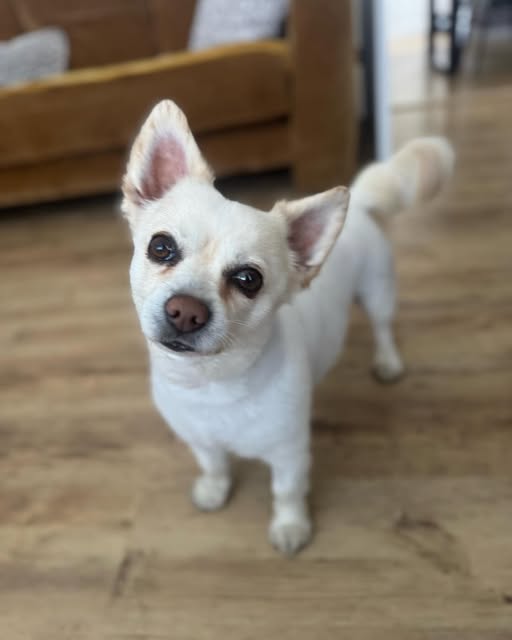 Small white dog looking up