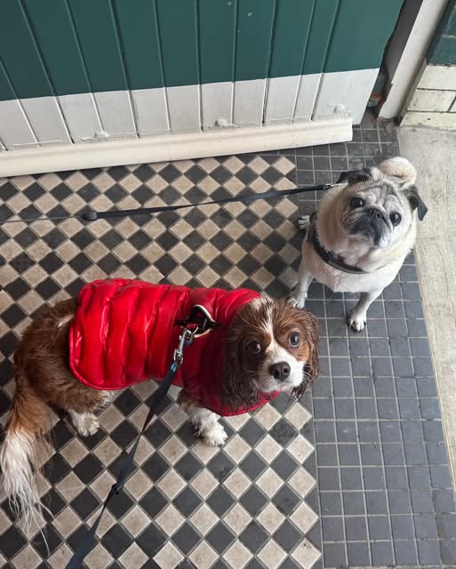 Buddy and a spaniel in a red coat on a tiled doorstep