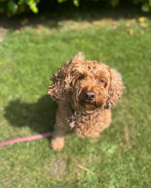 Cockapoo on the grass