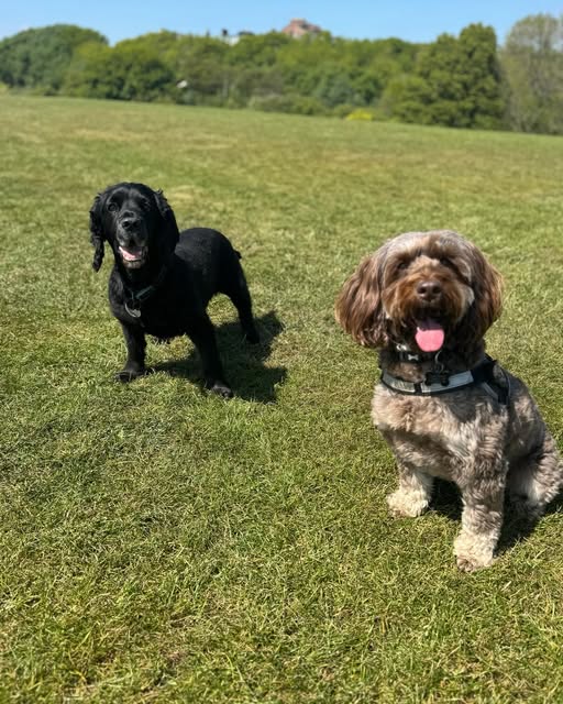 Two spaniels on the green