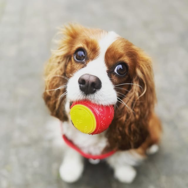 Cavalier spaniel with a red ball