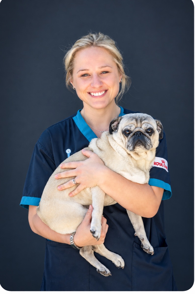 Laura in her veterinary scrubs holding Buddy the pug